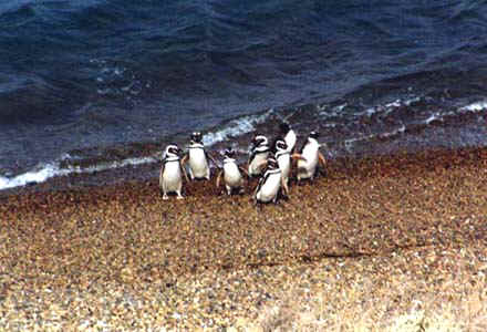 Pinguins.jpg (39437 bytes)