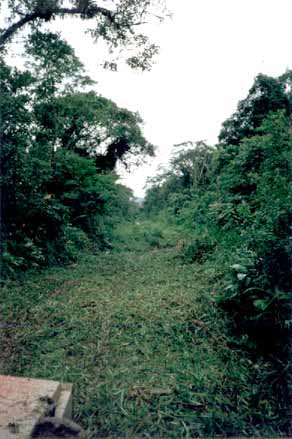 ariri086.jpg (58152 bytes)